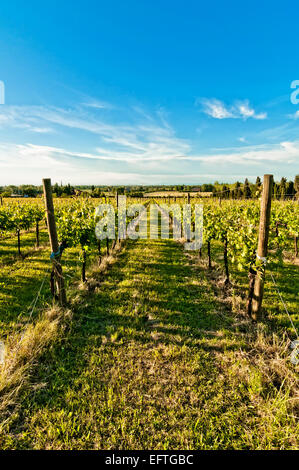 Un vigneto in Reggio Emilia hills in Emilia Romagna, Italia, in primavera Foto Stock
