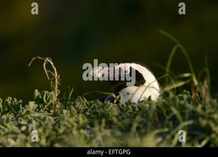 Pinguino africano (Spheniscus demersus) dietro alcuni cespugli, su una spiaggia vicino a Città del Capo in Sud Africa. Foto Stock
