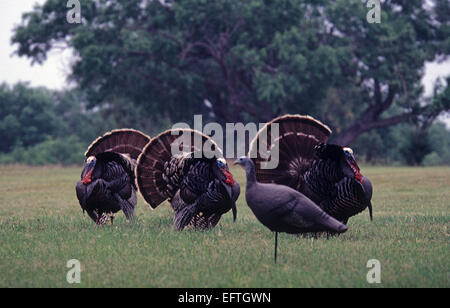 Rio Grande turchia gobbler strutting per hen in primavera Foto Stock