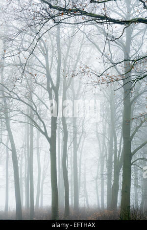 In legno di faggio a lievitazione Brow sulla East Yorkshire Wolds, durante l'inverno. Foto Stock