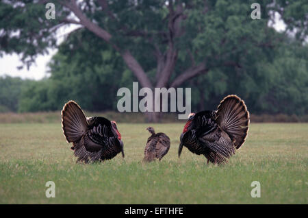 Rio Grande turchia gobbler strutting per hen in primavera Foto Stock