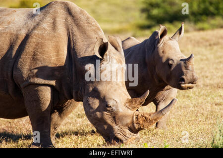 Il rinoceronte bianco (Ceratotherium simum) Foto Stock