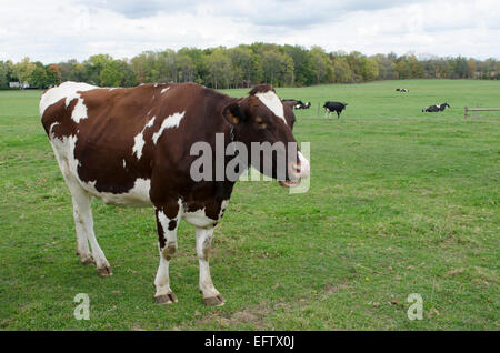 Vacca Holstein in pascolo di Muranda fattoria di formaggio Foto Stock