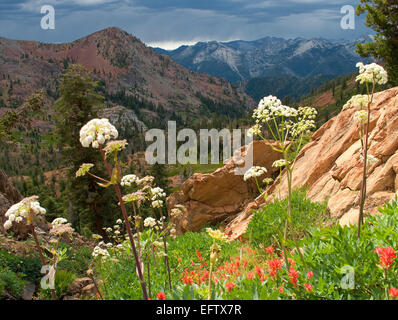 Estate fiore nella Trinità Alpi deserto, California. Foto Stock