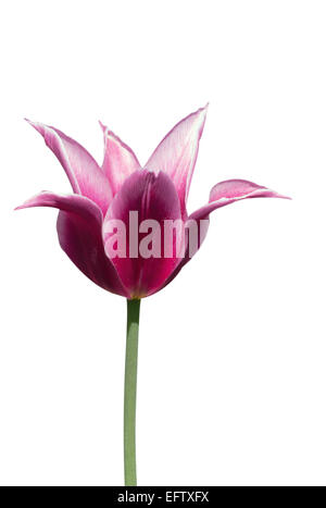 Giglio viola a fiore tulip su sfondo bianco Foto Stock