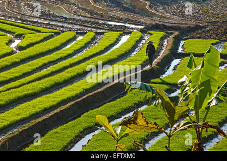 L'agricoltore birmano a piedi attraverso la risaia campo nel distretto di Tachileik, Stato Shan, Myanmar / Birmania Foto Stock