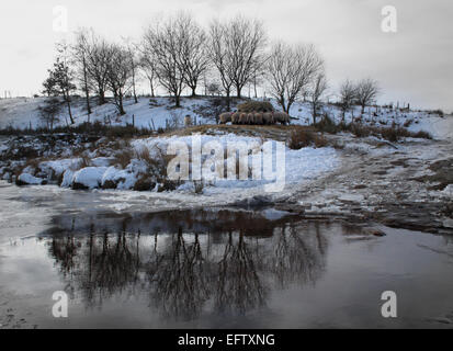 Riflessioni in una Ford Foto Stock