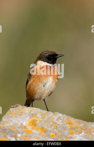 Stonechat, Saxicola torquata, maschio singolo su roccia, Somerset, Gennaio 2015 Foto Stock