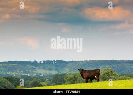 Ritratto di wow e vitello in campo rurale sotto il chilterns, oxfordshire, Regno Unito Foto Stock