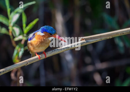 La Malachite Kingfisher (Alcedo cristata) Foto Stock