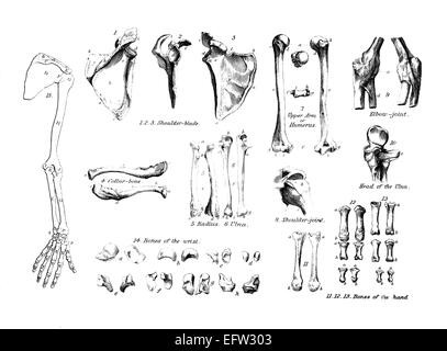 Incisione in stile vittoriano dell'anatomia del braccio umano. Restaurata digitalmente immagine da una metà del XIX secolo enciclopedia. Foto Stock