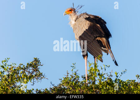 Il segretario bird (Sagittarius serpentarius) Foto Stock