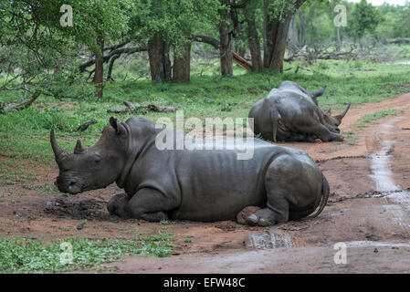 Due rinoceronte bianco, (Ceratotherium simum), giacciono lungo una via in Hlane Royal National Park, dello Swaziland Foto Stock