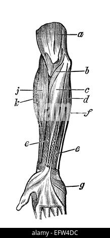 Incisione in stile vittoriano dei muscoli del braccio umano. Restaurata digitalmente immagine da una metà del XIX secolo enciclopedia. Foto Stock