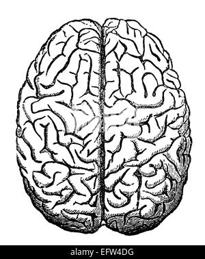 Incisione in stile vittoriano del cervello umano. Restaurata digitalmente immagine da una metà del XIX secolo enciclopedia. Foto Stock