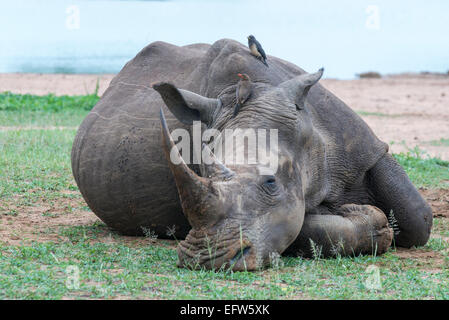 Rinoceronte bianco (Ceratotherium simum) sonnecchia e red-fatturati Oxpecker (Buphagus erythrorhynchus), Hlane Royal National Park, Sw Foto Stock