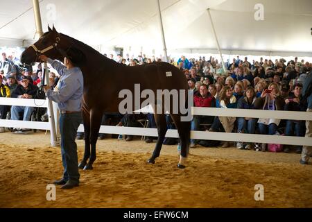 I banditori durante una di noi esegue il marshalling di un'asta di più di 300 quarter horses e cavallo-relative attrezzature appartenenti a Rita Crundwell, che è stato caricato con embezzling $53 milioni di euro dalla città di Dixon Settembre 23, 2012 in Dixon IL. Foto Stock