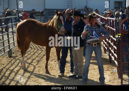 I banditori durante una di noi esegue il marshalling di un'asta di più di 300 quarter horses e cavallo-relative attrezzature appartenenti a Rita Crundwell, che è stato caricato con embezzling $53 milioni di euro dalla città di Dixon Settembre 23, 2012 in Dixon IL. Foto Stock
