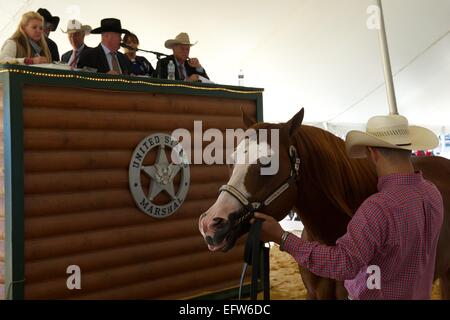 I banditori durante una di noi esegue il marshalling di un'asta di più di 300 quarter horses e cavallo-relative attrezzature appartenenti a Rita Crundwell, che è stato caricato con embezzling $53 milioni di euro dalla città di Dixon Settembre 23, 2012 in Dixon IL. Foto Stock