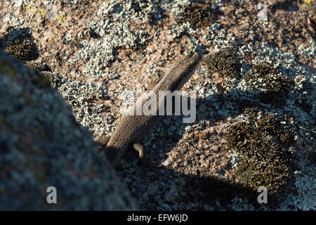 Una fotografia di un albero skink (tree-skink interstiziale) su un masso di granito in central western NSW, Australia. Foto Stock