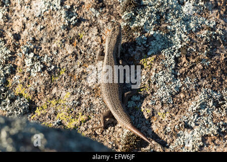 Una fotografia di un albero skink (tree-skink interstiziale) su un masso di granito in central western NSW, Australia. Foto Stock