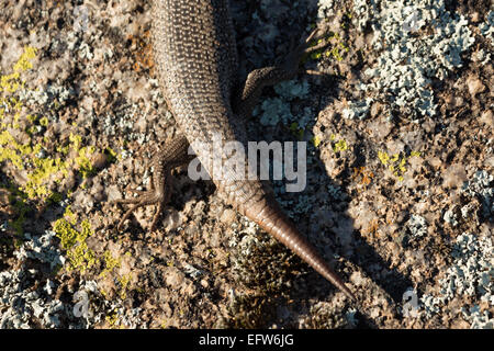 Una fotografia di un albero skink (tree-skink interstiziale) su un masso di granito in central western NSW, Australia. Foto Stock