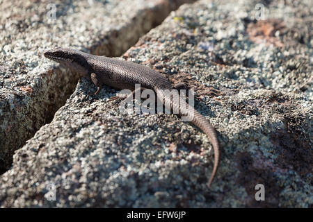 Una fotografia di un albero skink (tree-skink interstiziale) su un masso di granito in central western NSW, Australia. Foto Stock