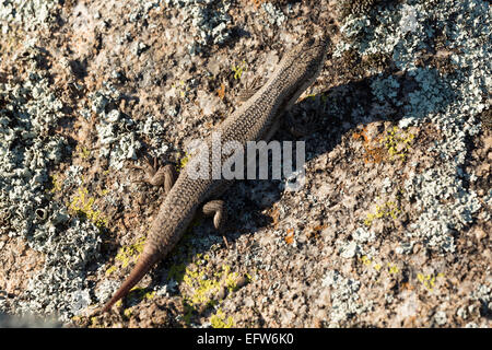 Una fotografia di un albero skink (tree-skink interstiziale) su un masso di granito in central western NSW, Australia. Foto Stock