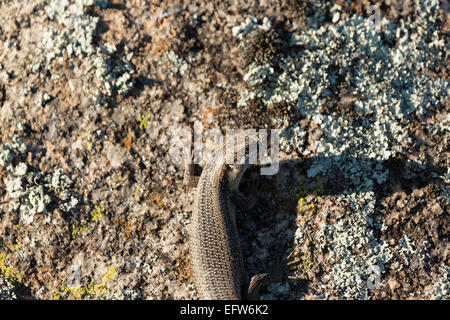 Una fotografia di un albero skink (tree-skink interstiziale) su un masso di granito in central western NSW, Australia. Tree skinks vivono in tr Foto Stock