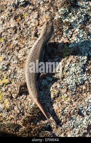 Una fotografia di un albero skink (tree-skink interstiziale) su un masso di granito in central western NSW, Australia. La coda del skink Foto Stock