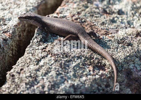 Una fotografia di un albero skink (tree-skink interstiziale) su un masso di granito in central western NSW, Australia. Foto Stock