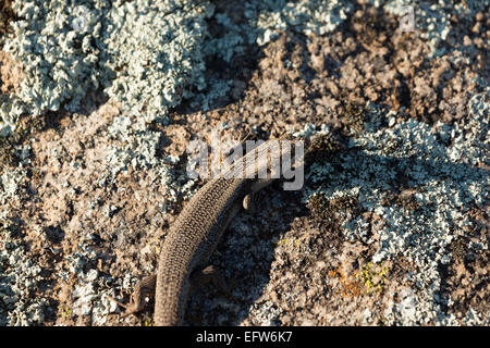 Una fotografia di un albero skink (tree-skink interstiziale) su un masso di granito in central western NSW, Australia. Foto Stock