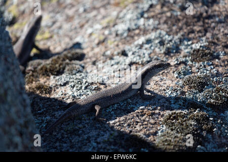 Una fotografia di un albero skink (tree-skink interstiziale) su un masso di granito in central western NSW, Australia. Foto Stock