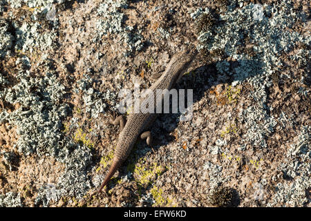 Una fotografia di un albero skink (tree-skink interstiziale) su un masso di granito in central western NSW, Australia. Foto Stock