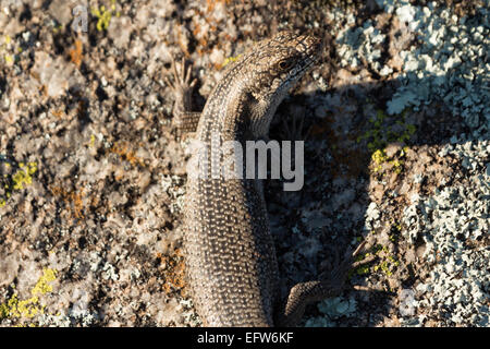 Una fotografia di un albero skink (tree-skink interstiziale) su un masso di granito in central western NSW, Australia. Foto Stock