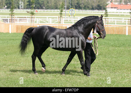 Nero stallone delle corse ippiche walking con trainer su showground Foto Stock