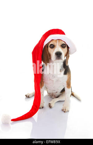 Cane vacanze di Natale regalo o presente nella Santa hat Foto Stock