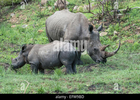 Femmina bianca rinoceronte (Ceratotherium simum) con vitello, Kruger National Park, Sud Africa Foto Stock