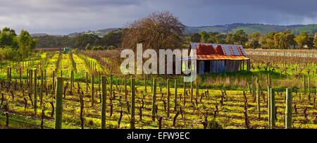 Panorama di vigneti in McLaren Vale la viticoltura distretto a McLaren piatto sulla penisola di Fleurieu in Sud Australia Foto Stock