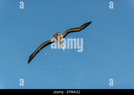 Nero brow albatross in volo, nuova isola, Falklands Foto Stock