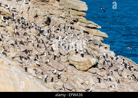 Pinguino saltaroccia (Eudyptes chrysocome) colonia, con nero di nesting Brow Albatross, Isole Falkland, nel sud dell'Oceano Atlantico Foto Stock