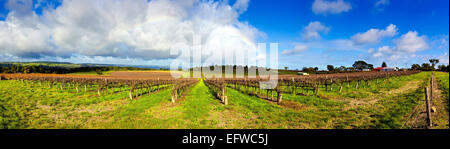 Panorama di vigneti in McLaren Vale la viticoltura distretto a McLaren piatto sulla penisola di Fleurieu in Sud Australia Foto Stock