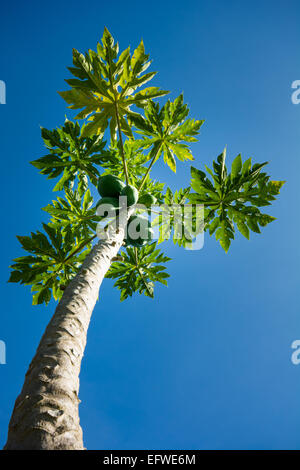 Albero di papaia con Papaya frutto contro il cielo blu Foto Stock