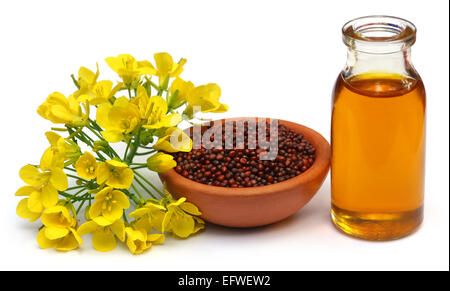 La senape fiori, semi e olio su sfondo bianco Foto Stock