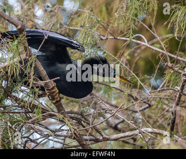 Delray Beach, Florida, USA. 31 gennaio, 2015. Un maschio (anhinga Anhinga anhinga) con piumaggio di accoppiamento, nei 50 acri (2343 m) Wakodahatchee Zone umide in Delray Beach, Florida che offre opportunità per osservare gli uccelli in habitat naturali. © Arnold Drapkin/ZUMA filo/Alamy Live News Foto Stock