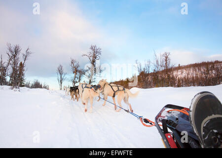 Lo sleddog con huskies nel freddo inverno Foto Stock