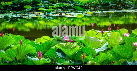 Pink Lotus Pond Giardino Ninfee Summer Palace beijing cina Foto Stock