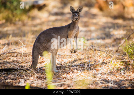 Canguro permanente nel selvaggio Foto Stock