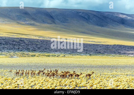 Allevamento di vigogne vicino a San Pedro de Atacama, Cile Foto Stock