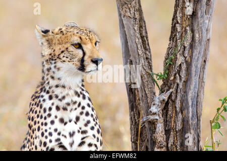 Ghepardo si appoggia sotto agli alberi nel Serengeti Foto Stock